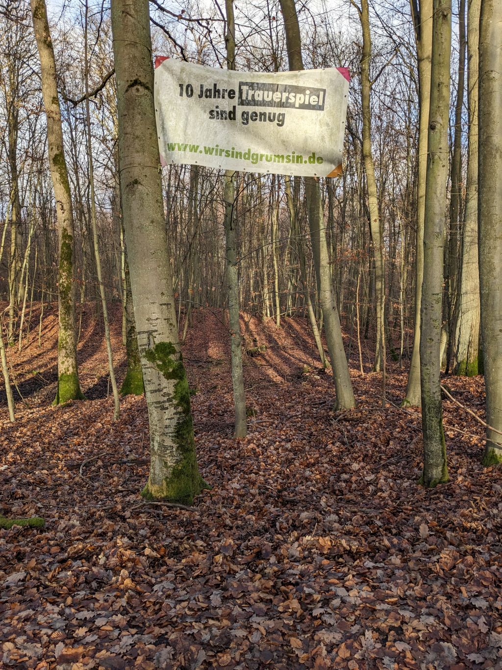 Buchenwald bei Grumsin im Dezember